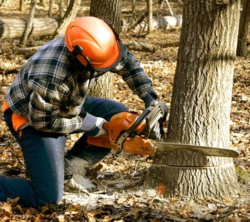 Tree Removal in Coffeeville, MS